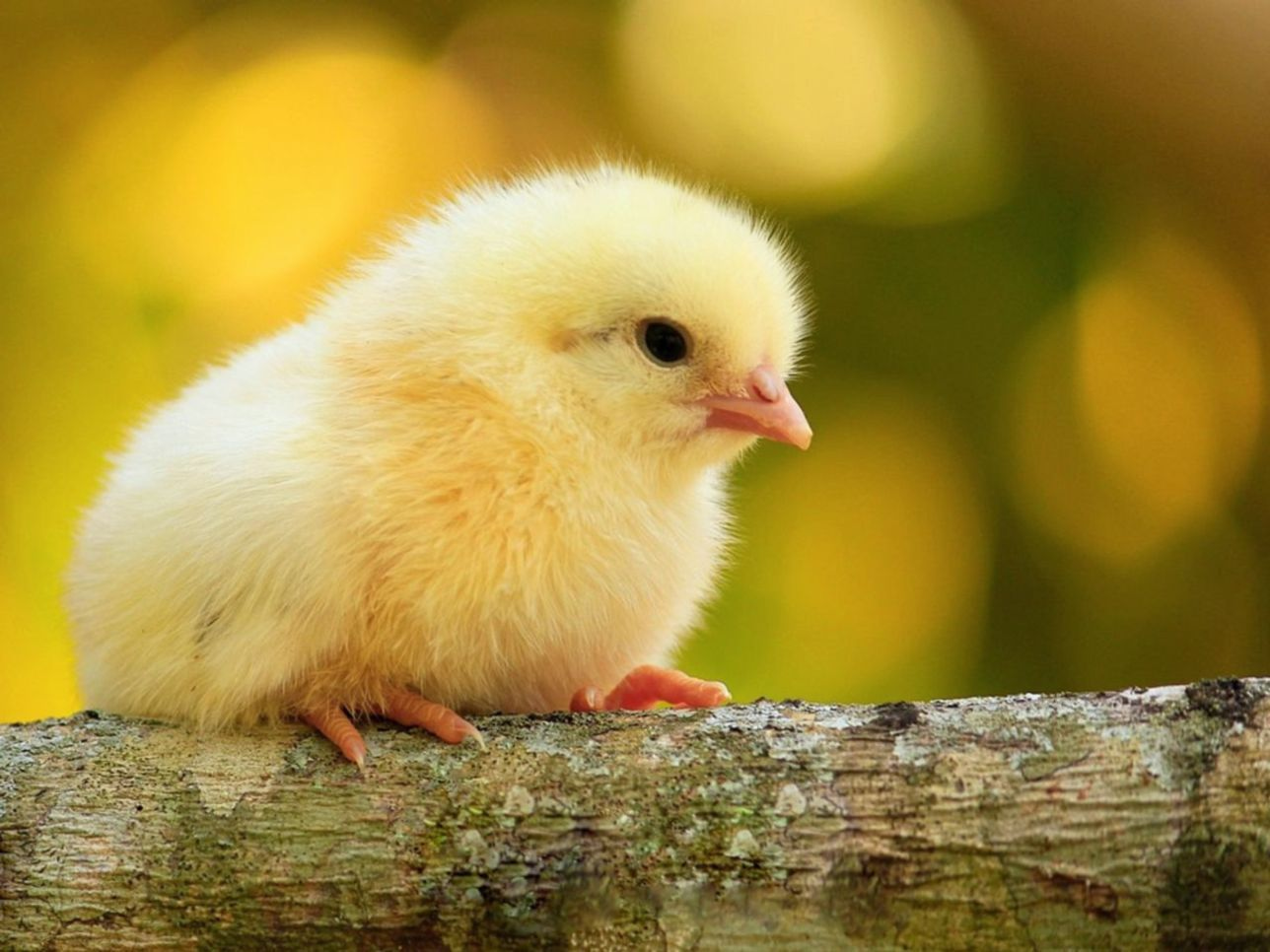 El gallo perfecto