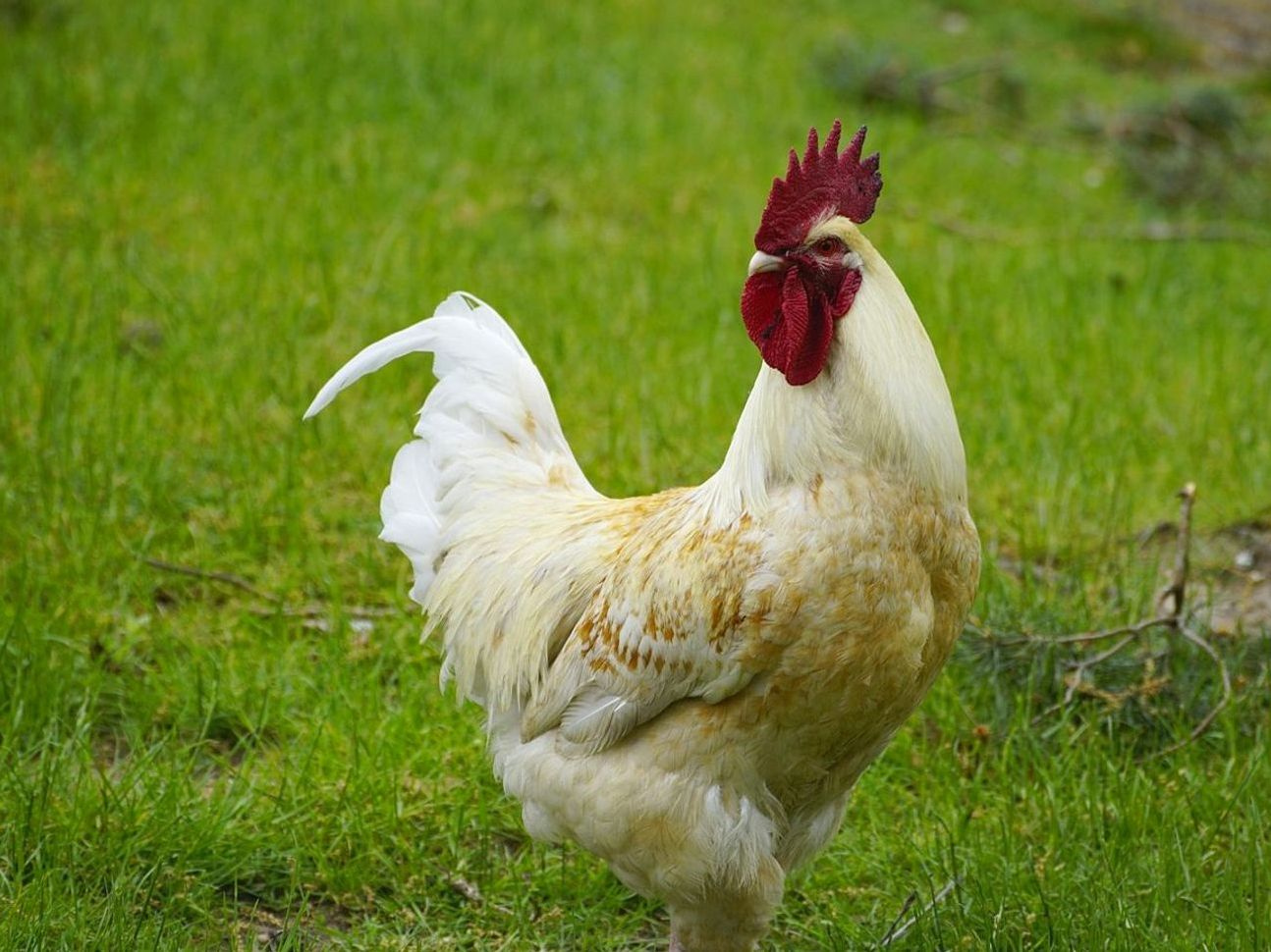 Granja