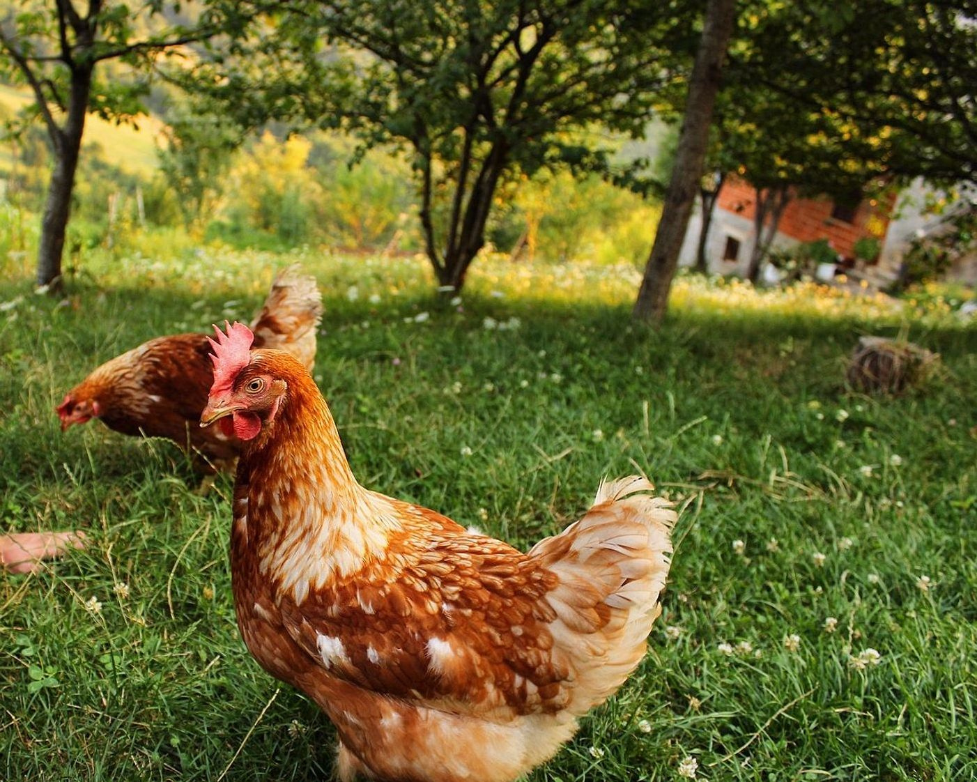 Gallinero con nidales